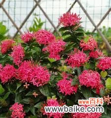 从土地中崛起，延续代代相传 多年生草本植物