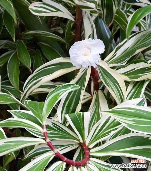 从土地中崛起，延续代代相传 多年生草本植物