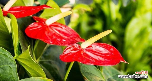 从土地中崛起，延续代代相传 多年生草本植物