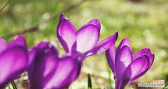 传递爱与希望的鲜艳之花 番红花