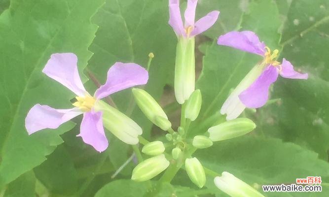 传递温暖与希望的花朵 二月兰花语的深意