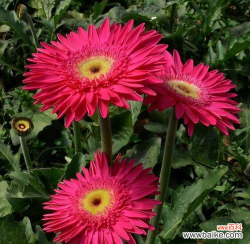 揭开非洲菊的花语和寓意,了解它们的美与深意 非洲菊的花语与寓意