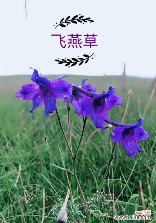 探索飞燕草的花语之美 以飞燕草的花语为主题的文章