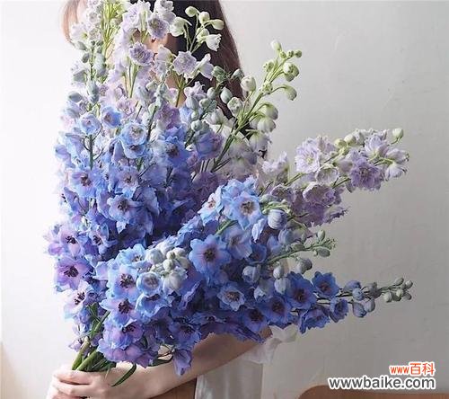 探索飞燕草的花语之美 以飞燕草的花语为主题的文章