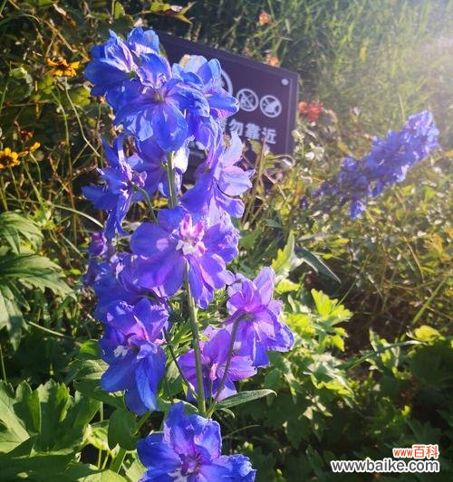 探索飞燕草的花语之美 以飞燕草的花语为主题的文章