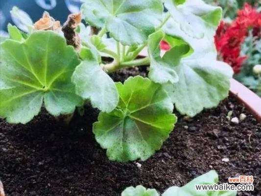 探寻养花过程中积水的原因与解决方法 花坛中的积水是什么意思