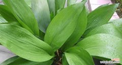 探寻一叶兰的神秘之美 一叶兰开花的预示意义及象征