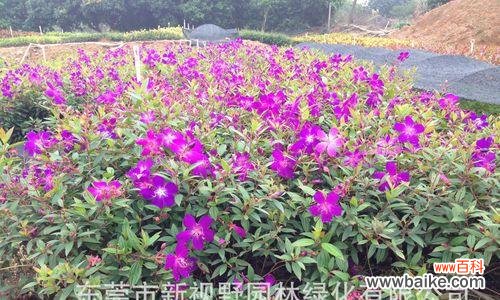 以野牡丹的花语与传说为主题的探索 野牡丹