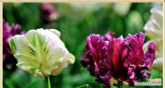 探寻野生郁金香的美丽与寓意 野生郁金香之花语