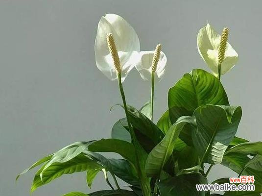 幸运与繁荣的象征 一帆风顺,开花之兆——揭示吉祥花朵的预示意义