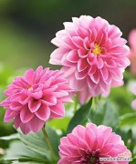 大丽花的花语有哪些含义？