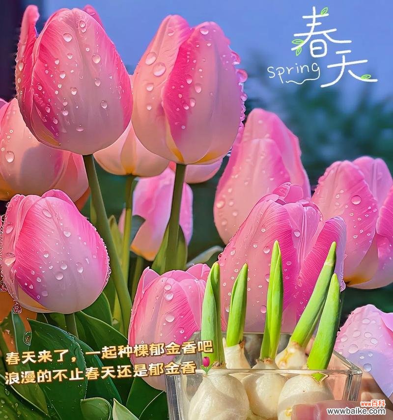 我爱你的花的花语是什么？它表达了怎样的爱意？