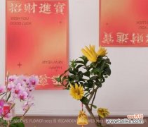 绿植花语有哪些独特含义？