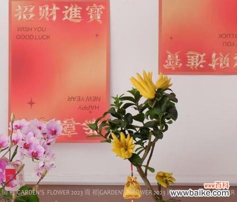 绿植花语有哪些独特含义?