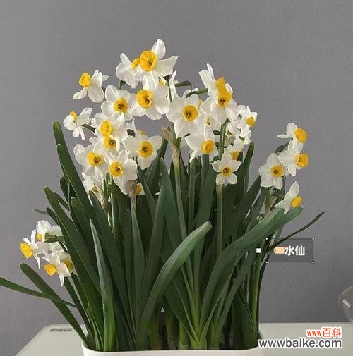 绿植花语有哪些独特含义?