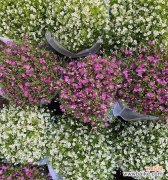 满天星有哪些不同的花语含义？