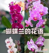 蝴蝶和玻璃的花语代表什么含义？