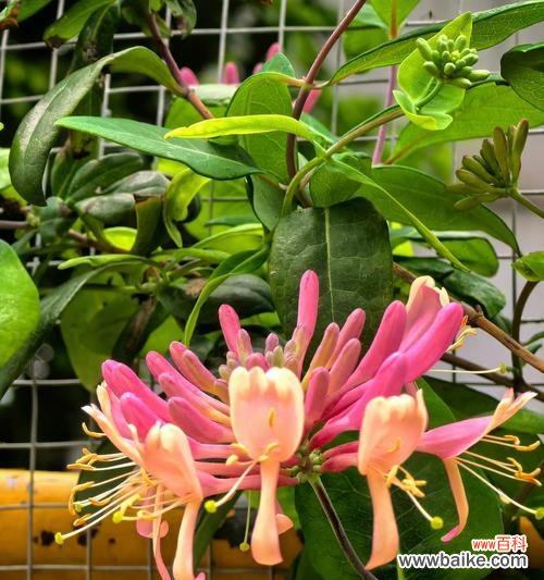 “拯救柳如烟”的花语指的是哪种花?它有何特别之处?