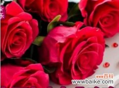 印尼九十九朵玫瑰花代表什么？九十九朵玫瑰的特殊含义是什么？