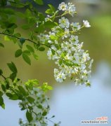 茶蘼花的花语有何寓意？如何用茶蘼花语表达情感？