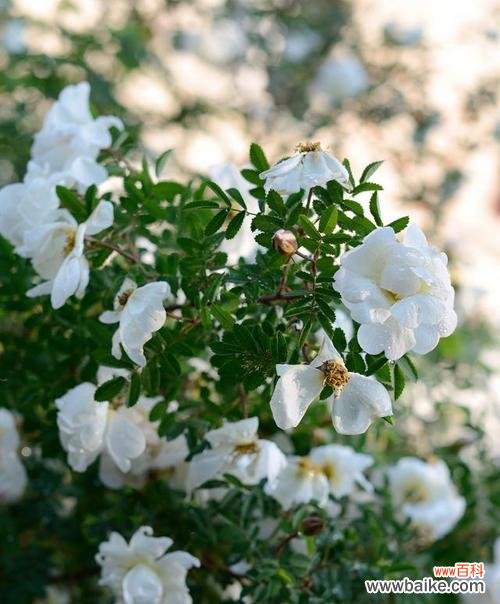 茶蘼花的花语有何寓意?如何用茶蘼花语表达情感?