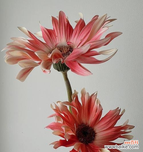 在生命的旅途中绽放真挚与奉献的美丽 非洲菊代表的爱情与忠诚