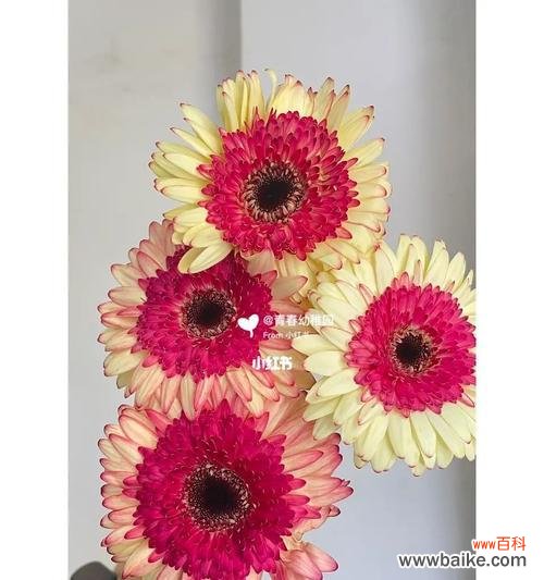 在生命的旅途中绽放真挚与奉献的美丽 非洲菊代表的爱情与忠诚