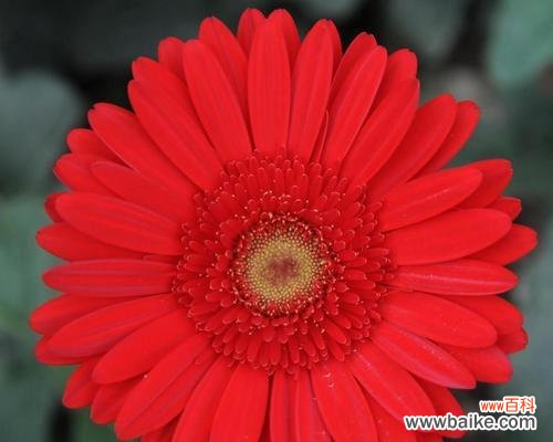 非洲菊的繁盛与象征意义 非洲菊