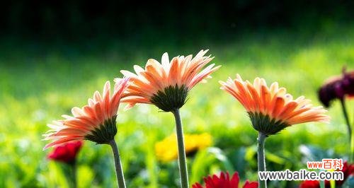 以色彩诠释情感，非洲菊的世界 缤纷非洲菊的花语