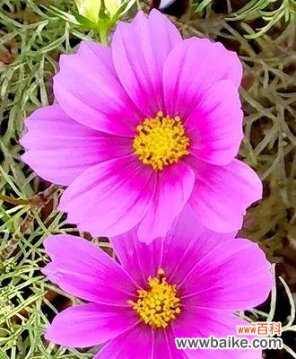 格桑花的美丽与坚韧 格桑花的寓意与象征