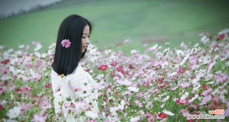 格桑花的美丽与坚韧 格桑花的寓意与象征