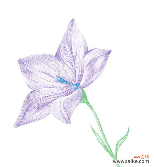 以各色桔梗花的花语为主题,探索花语的意义与传达情感的方式 桔梗花语