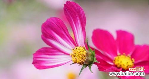 一朵花的韵味，万千情感 格桑花的花语与寓意