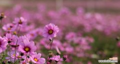 一朵花的韵味，万千情感 格桑花的花语与寓意