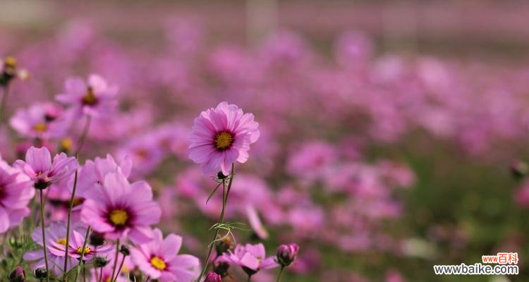 一朵花的韵味，万千情感 格桑花的花语与寓意