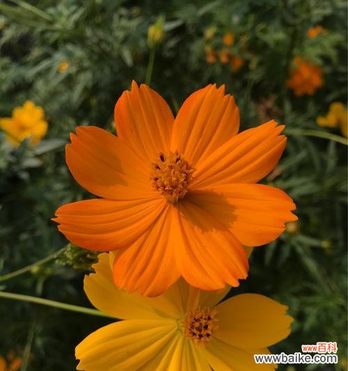 揭示格桑花的花语和生命力，感悟其背后的深意与魅力 格桑花花语与寓意