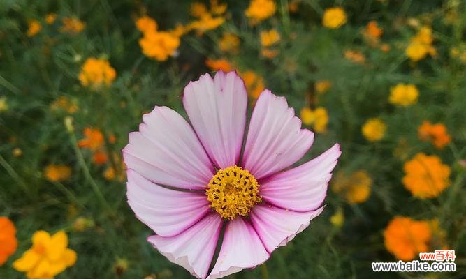 揭示格桑花的花语和生命力，感悟其背后的深意与魅力 格桑花花语与寓意