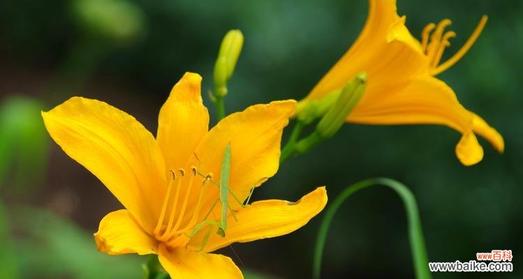 传说中的萱草 萱草花语与寓意的传说故事