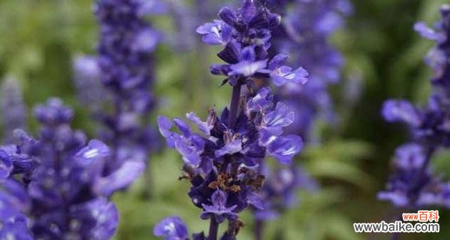 寻找内心宁静的良草 白色薰衣草