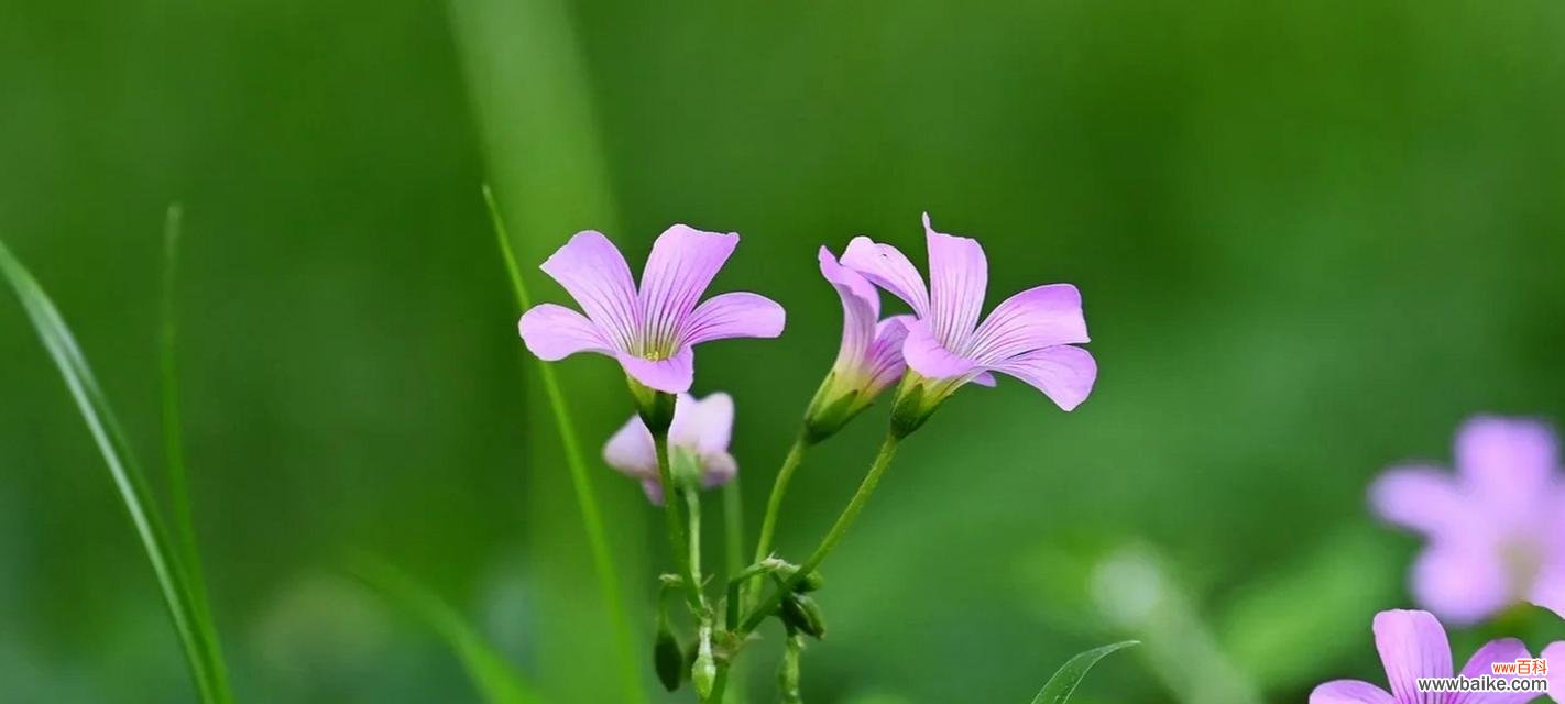 傲立草原 醡浆草花语