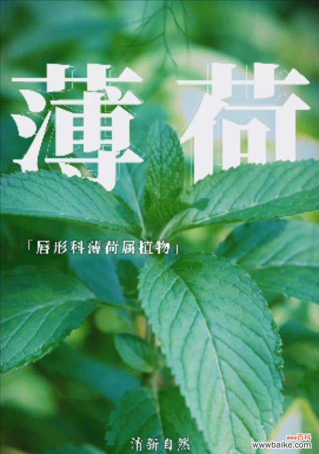 揭秘藿香花的象征意义与神话故事 藿香花的花语与传说