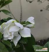 一朵芬芳的栀子花 栀子花的象征意义与文化传承