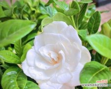 栀子花的诗情画意与美好祝愿 栀子花花语与其寓意——馥郁芳香中传递的情感与期待