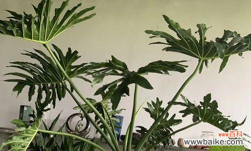 春芋盆栽的寓意是什么?它的花语有何特别之处?