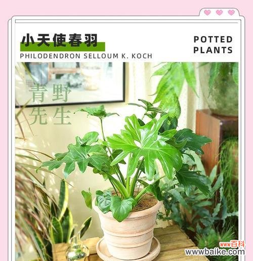 春芋盆栽的寓意是什么?它的花语有何特别之处?