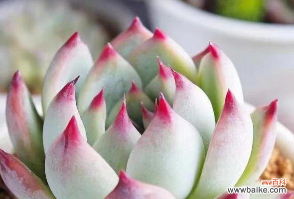 春芋盆栽的寓意是什么?它的花语有何特别之处?