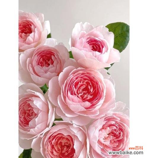 蓝目菊寓意花语是什么?粉色的玫瑰花牡丹花代表什么?