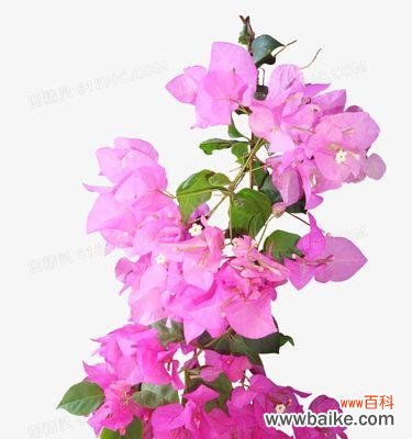蓝目菊寓意花语是什么?粉色的玫瑰花牡丹花代表什么?