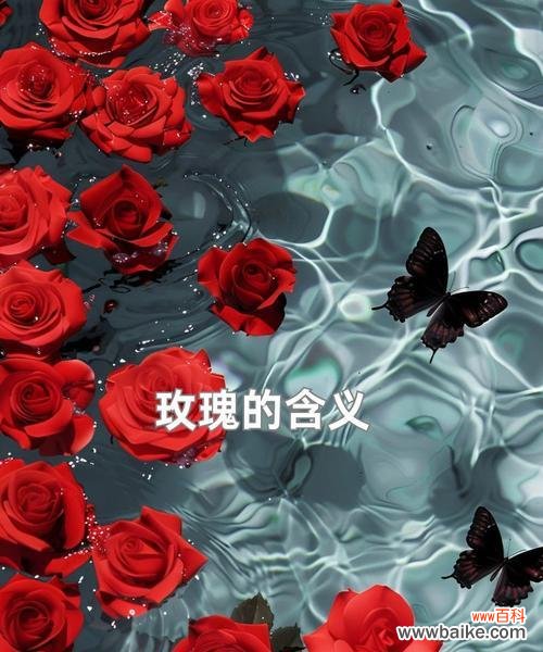 最浓烈的玫瑰代表了哪种情感?