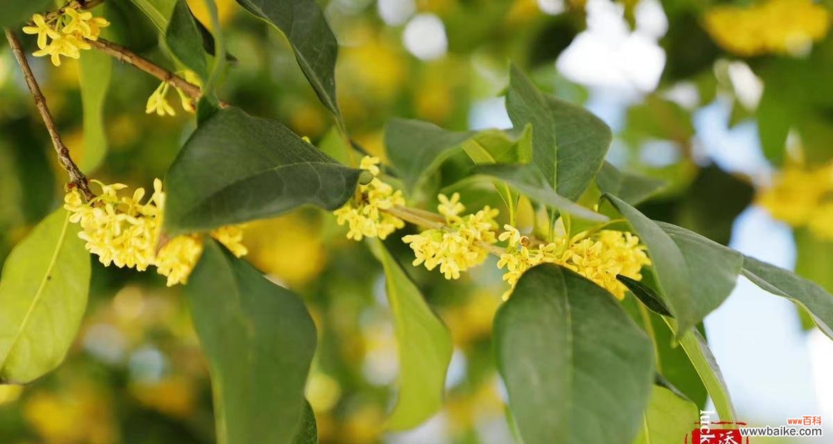 19朵桂花在亚运会有何特殊含义？